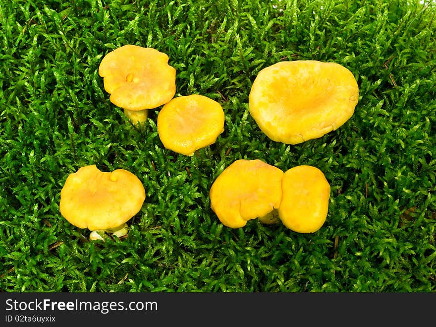 Mushrooms growing on green moss on the white background. Mushrooms growing on green moss on the white background