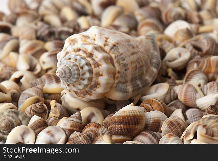 Composition of exotic shells isolated on a white background close-ups. Composition of exotic shells isolated on a white background close-ups