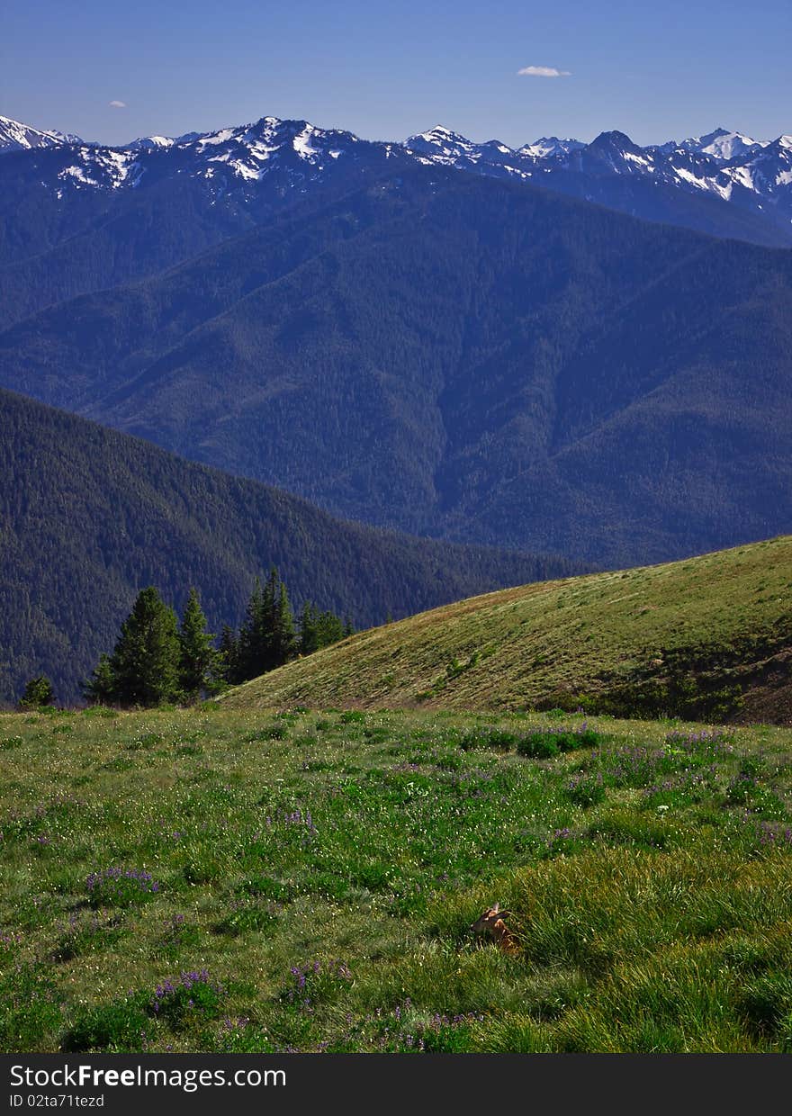 Mountain Landscape and greem meadow