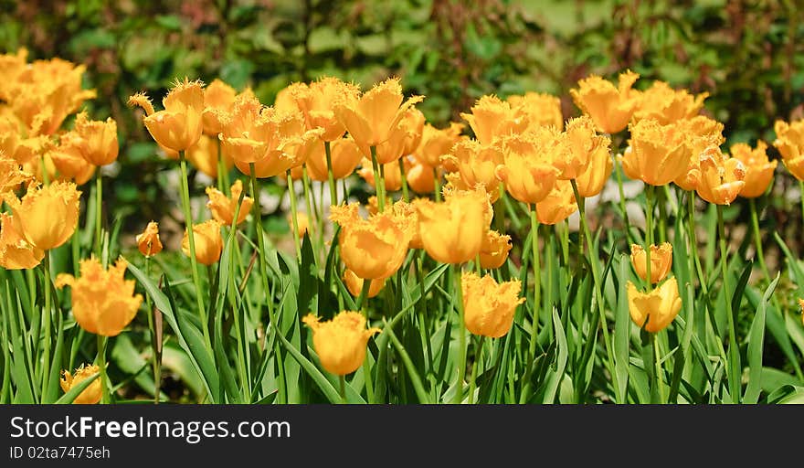 The photos are beautiful varietal collection of flowers in the sunlight. The photos are beautiful varietal collection of flowers in the sunlight