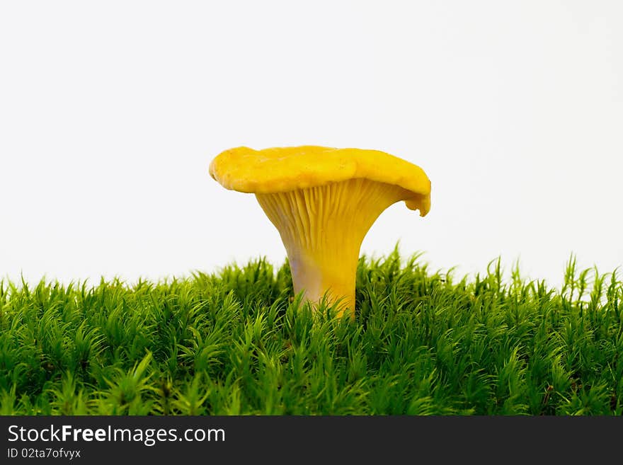 Mushrooms growing on green moss on the white background. Mushrooms growing on green moss on the white background