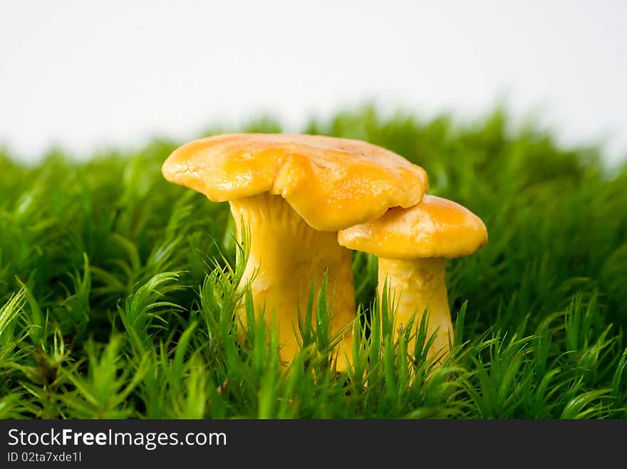 Mushrooms of the chanterelle mushroom