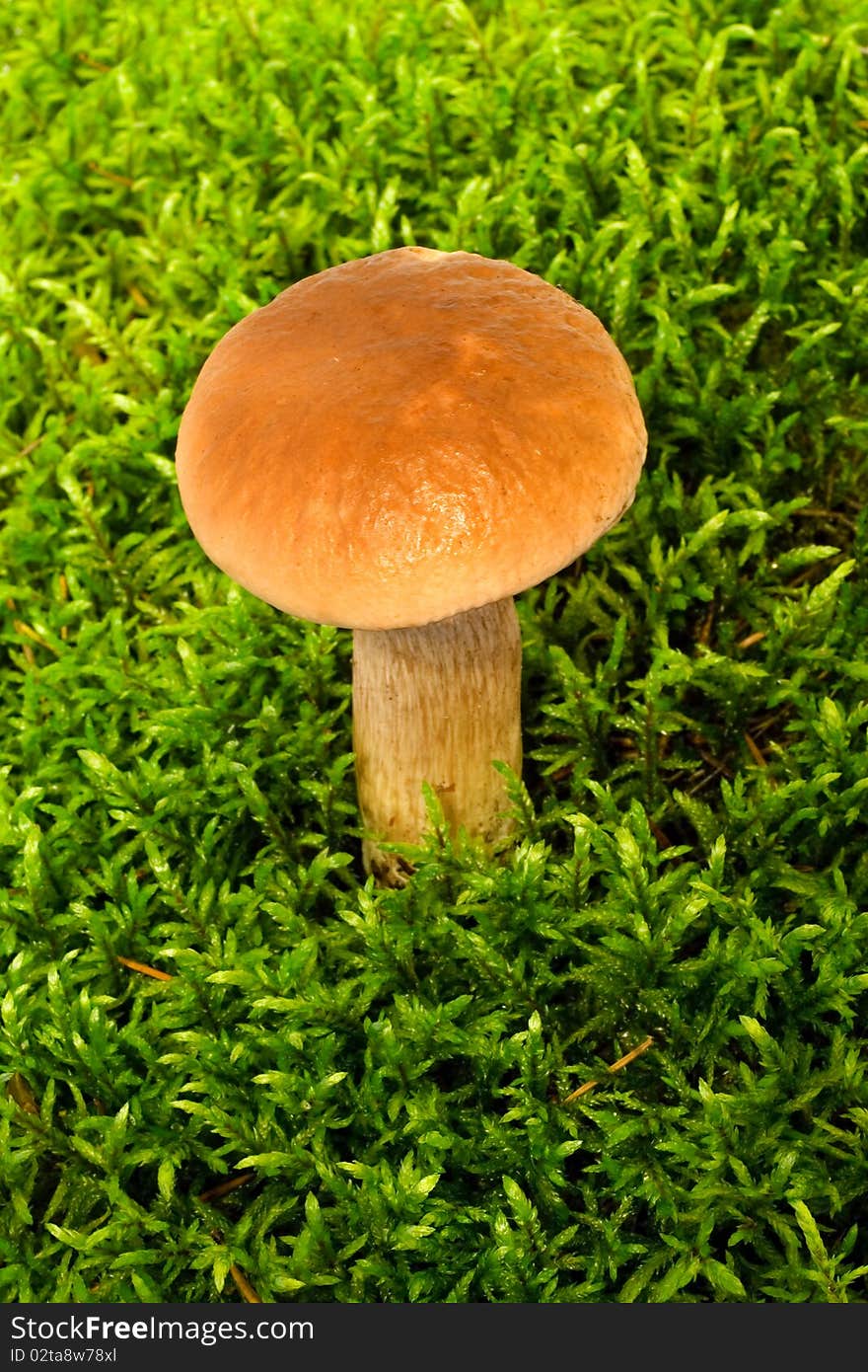 Mushroom boletus growing on green moss on the white background. Mushroom boletus growing on green moss on the white background