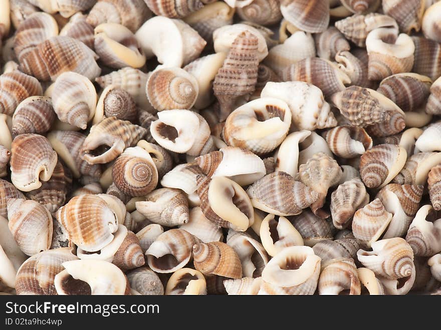 Composition of exotic shells isolated on a white background close-ups. Composition of exotic shells isolated on a white background close-ups