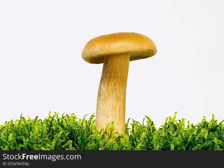 Mushroom boletus growing on green moss on the white background. Mushroom boletus growing on green moss on the white background