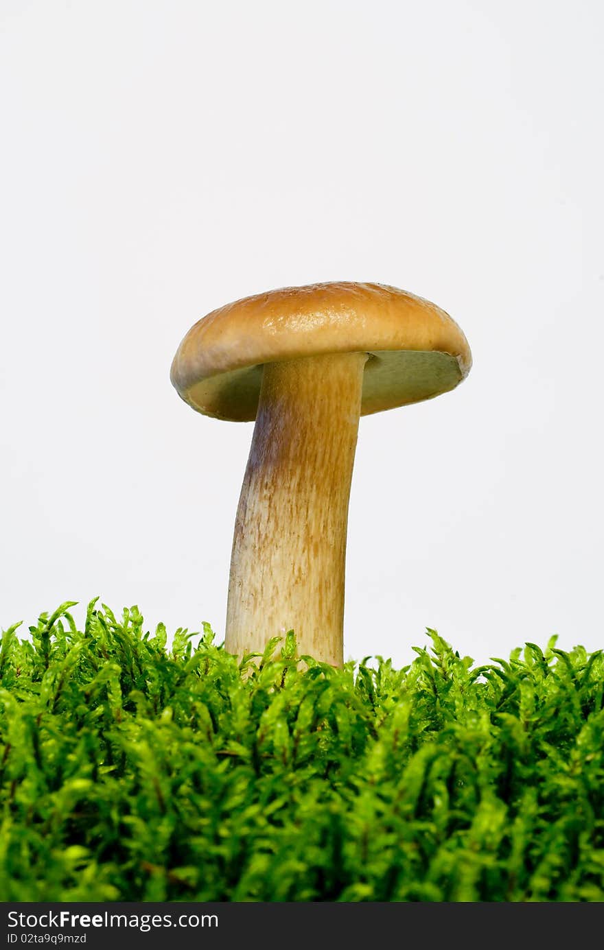 Mushroom boletus growing on green moss on the white background. Mushroom boletus growing on green moss on the white background