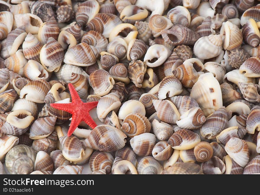 Composition of exotic shells isolated on a white background close-ups. Composition of exotic shells isolated on a white background close-ups