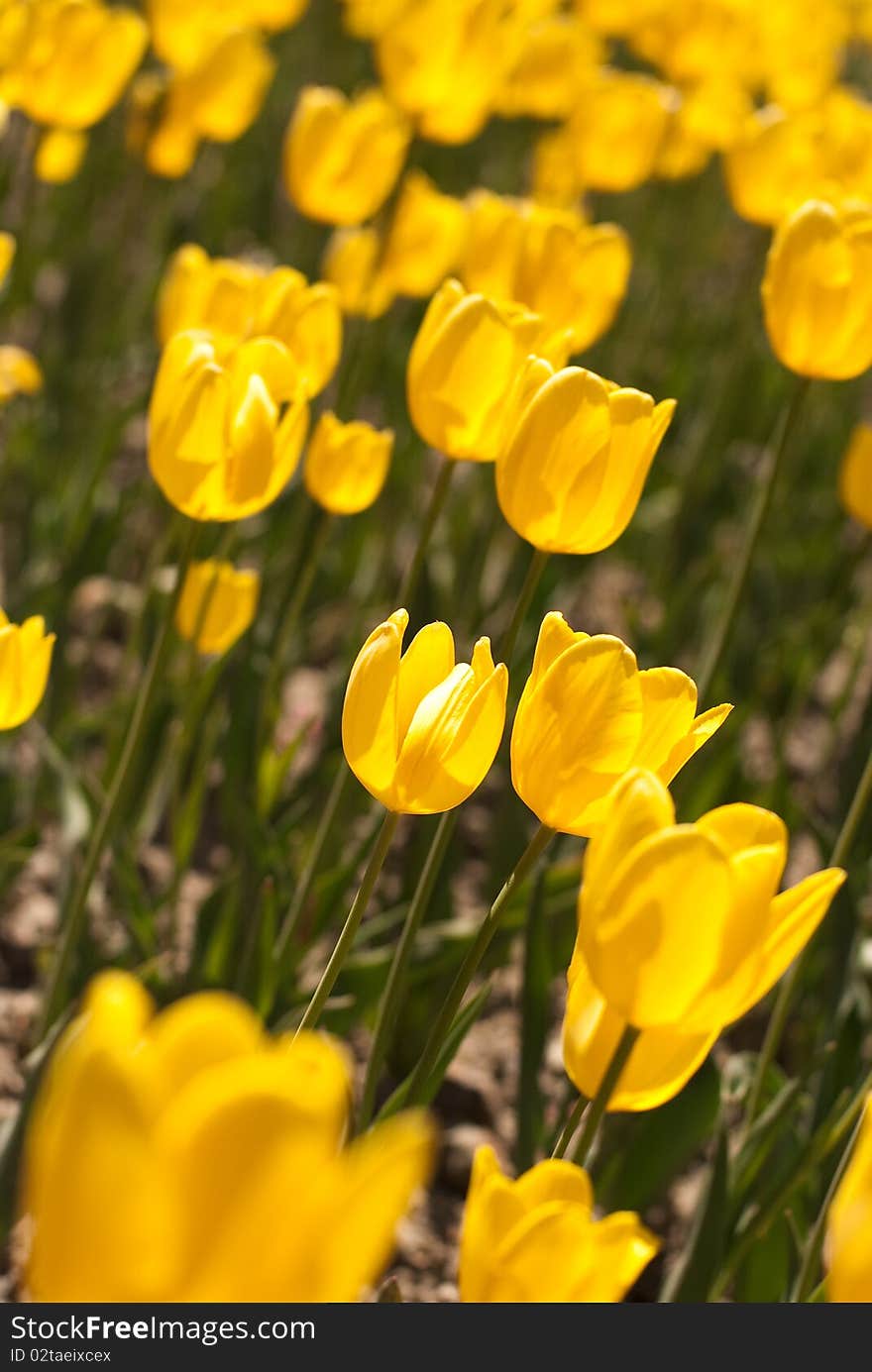 The photos are beautiful varietal collection of flowers in the sunlight. The photos are beautiful varietal collection of flowers in the sunlight