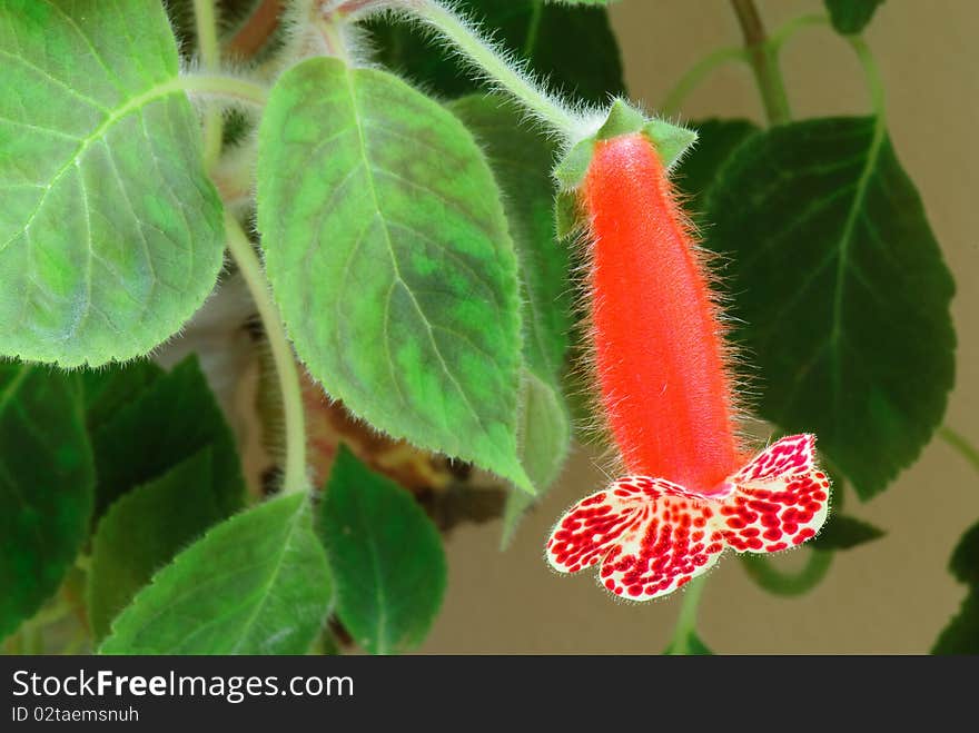 The photos are beautiful varietal collection of flowers in the sunlight