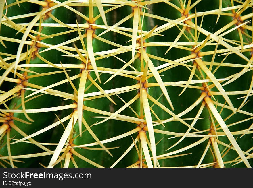 View of a Echinocactus Grusonii in his face.