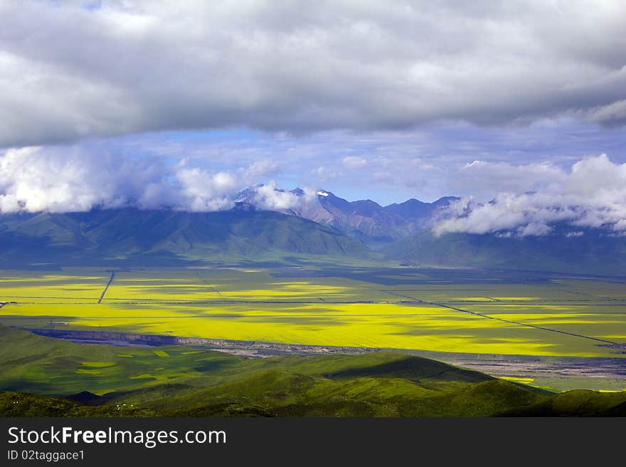 Menyuan County, located in Qinghai Province, has an altitude of 3,200 meters which delays the cycle of its flowers. About 400 million square meters of rape flowers blossom around Qinghai Lake. Menyuan County, located in Qinghai Province, has an altitude of 3,200 meters which delays the cycle of its flowers. About 400 million square meters of rape flowers blossom around Qinghai Lake.