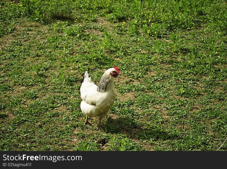 The white hen on a green lawn. The white hen on a green lawn