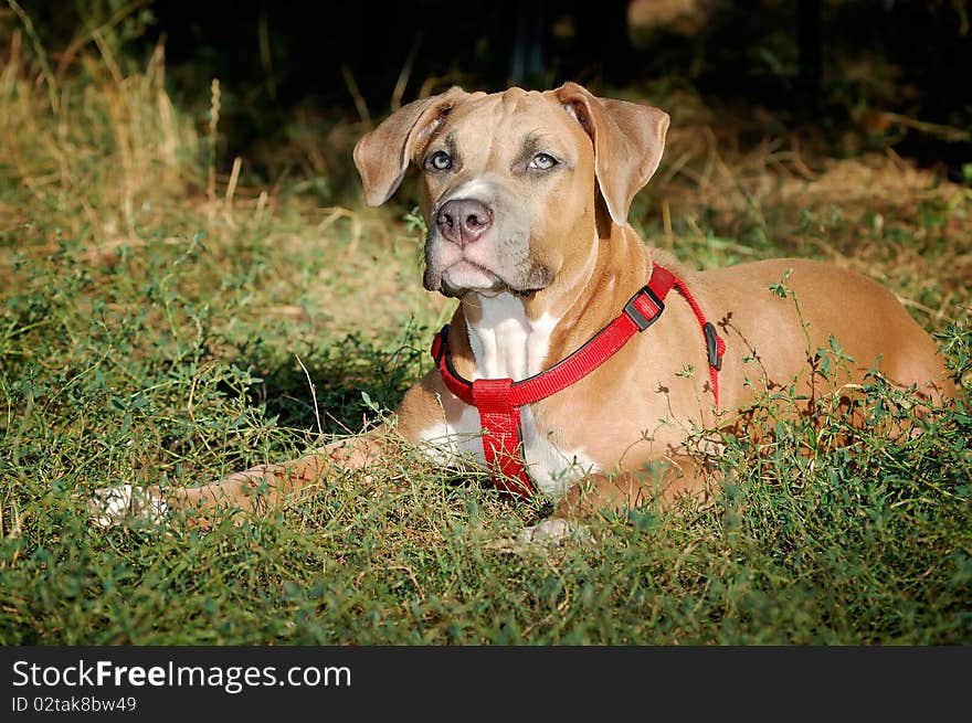 Staffordshirskiy Terrier