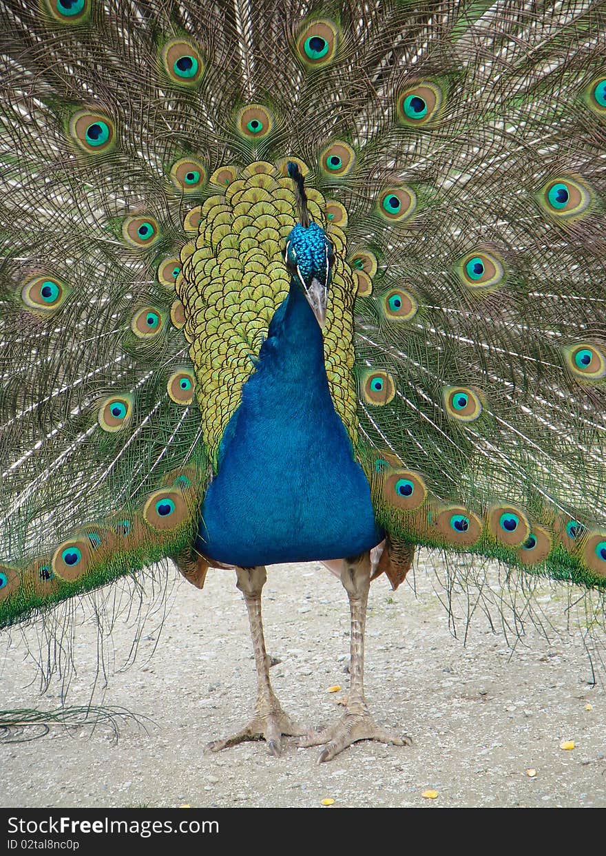 Peacock is showing its beautiful feathers.