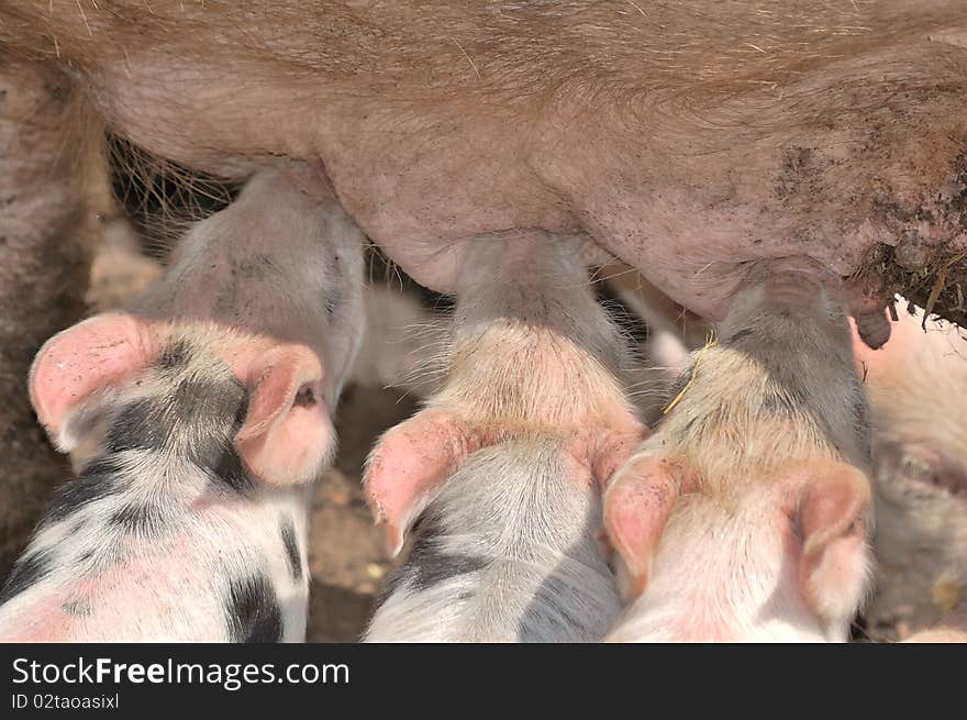 Little piglets on a farm in summer