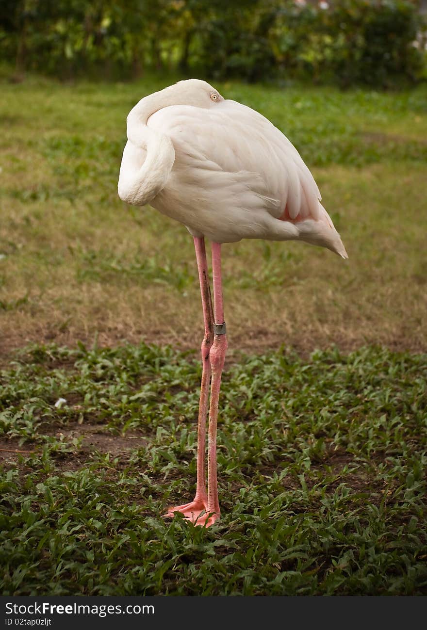 Flamingo