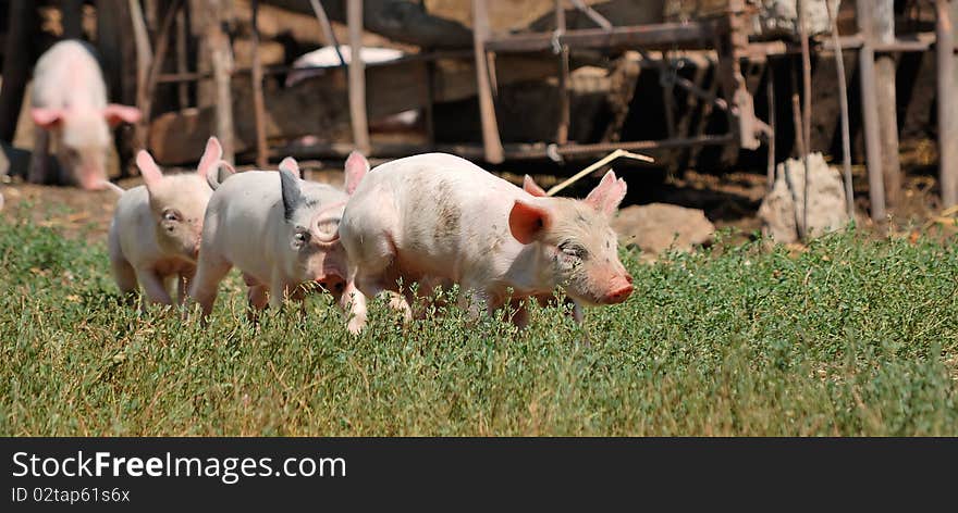 Little piglets on a farm in summer