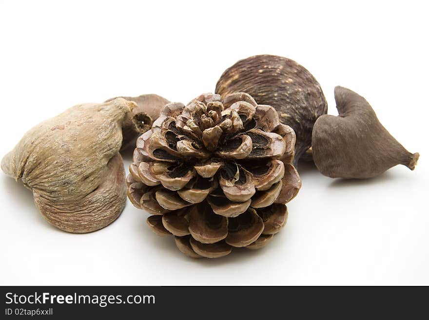 Fir cone with dry nut shells