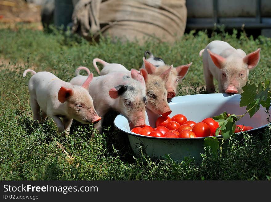 Little piglets on a farm in summer