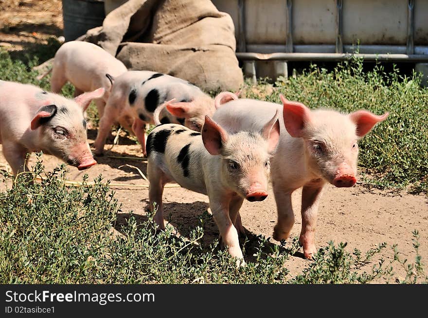 Little piglets on a farm in summer