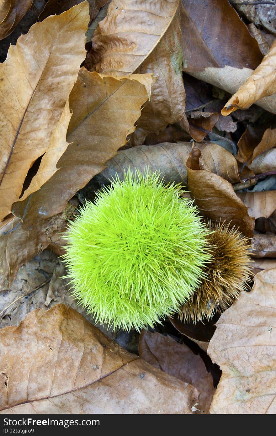 In the rich chestnut fell to earth