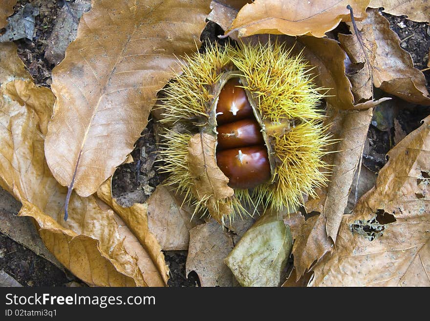 In the rich chestnut fell to earth