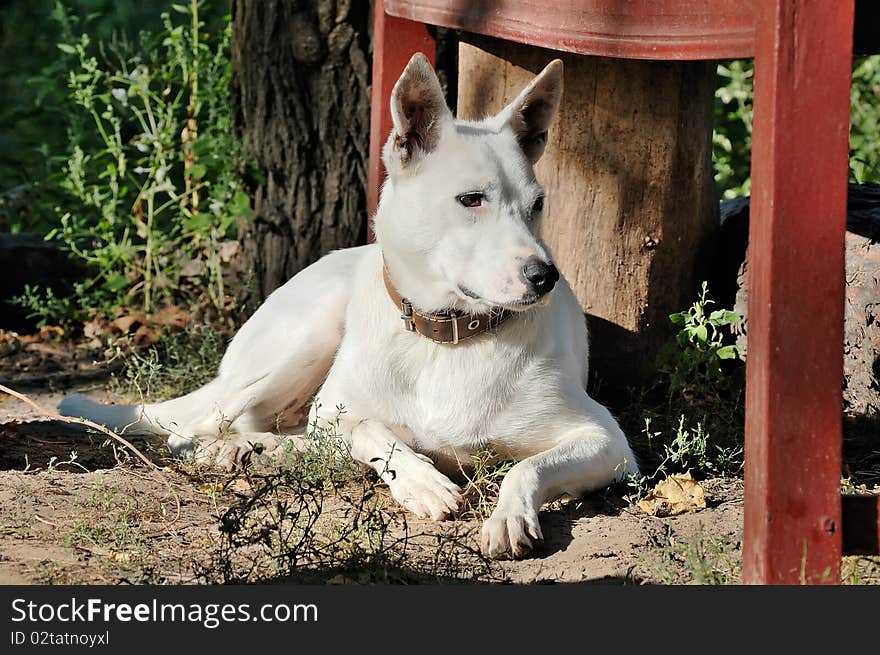 White Dog