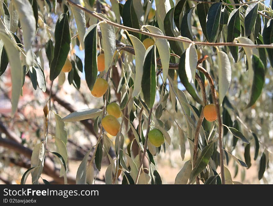 A view of oleasters on the tree. The fruit is nice.