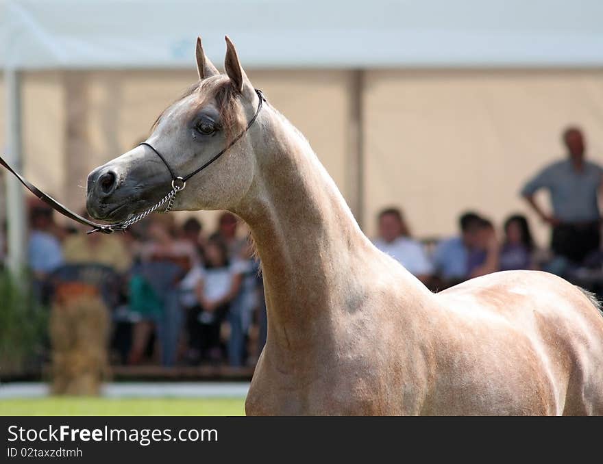 Beauty young arabian filly on show