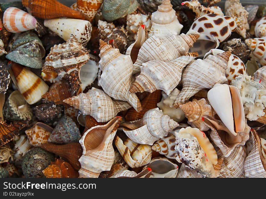 Seashell background or texture of different shapes and sizes.