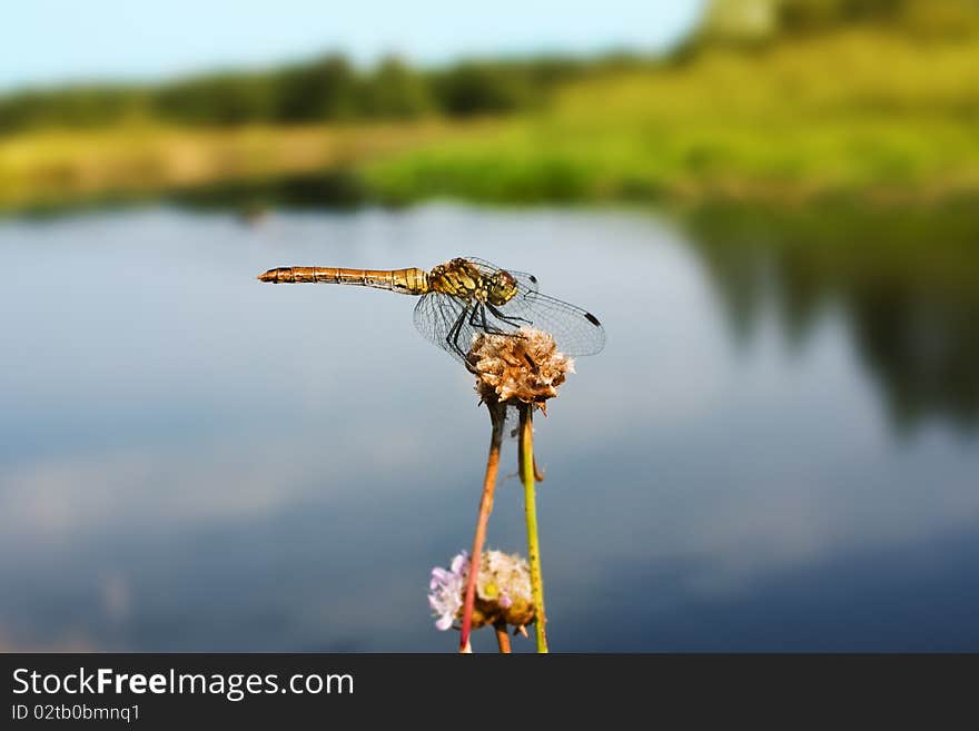 Dragonfly sitting on the flower over beautiful blured summer background