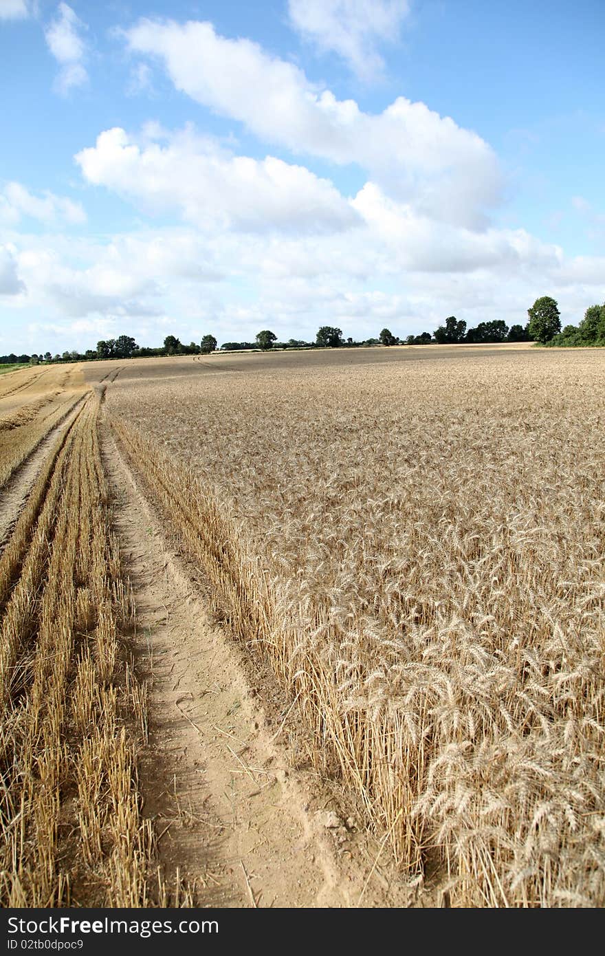 Agricultural field