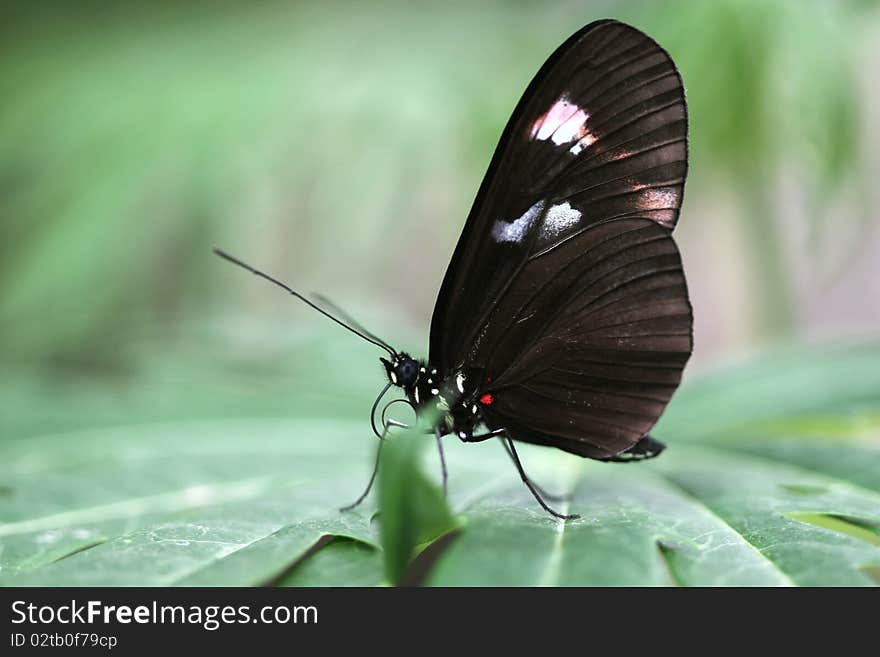 Butterfly perched on blossoms; photographed at San Diego Wild Animal Park.