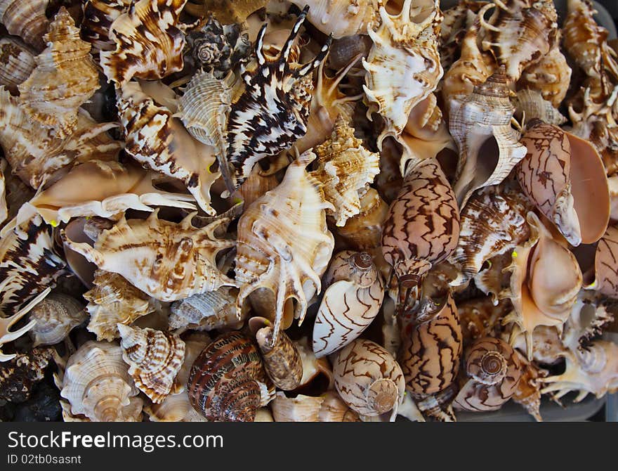 Seashell background or texture of different shapes and sizes.