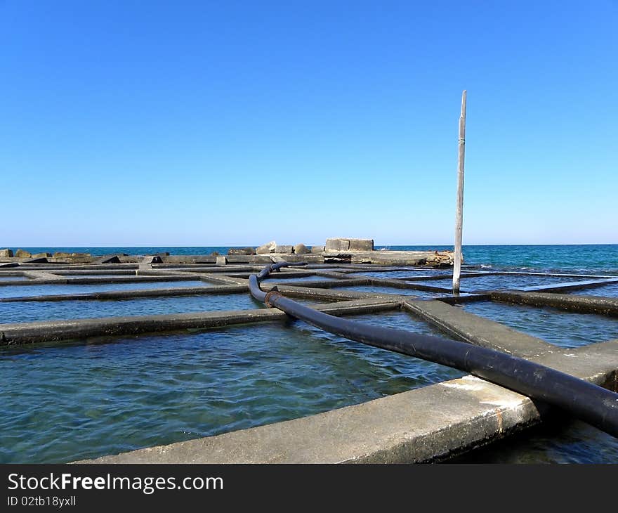 Cultivation of mussels 1