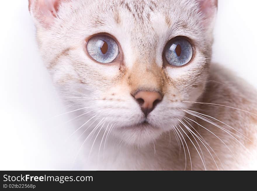 Spoted bengal cat's face in white background