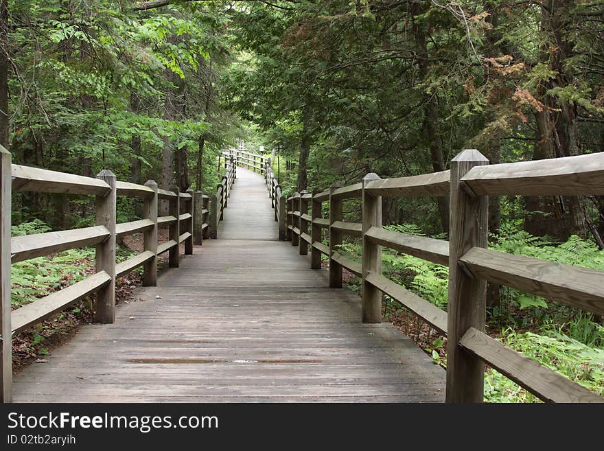 An elevated boardwalk through the woods. An elevated boardwalk through the woods