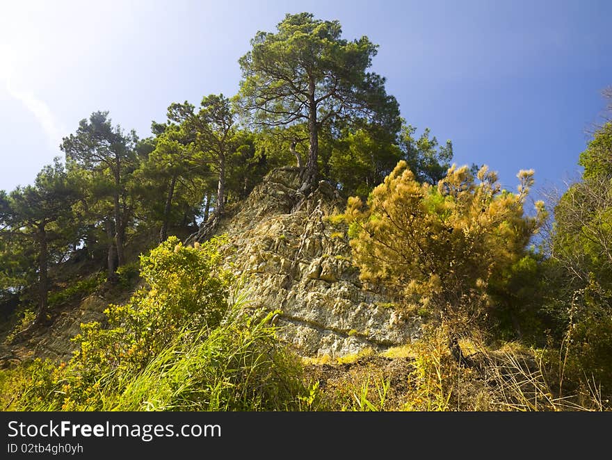 Summer Landscape of Pine-trees on a Rock. Summer Landscape of Pine-trees on a Rock