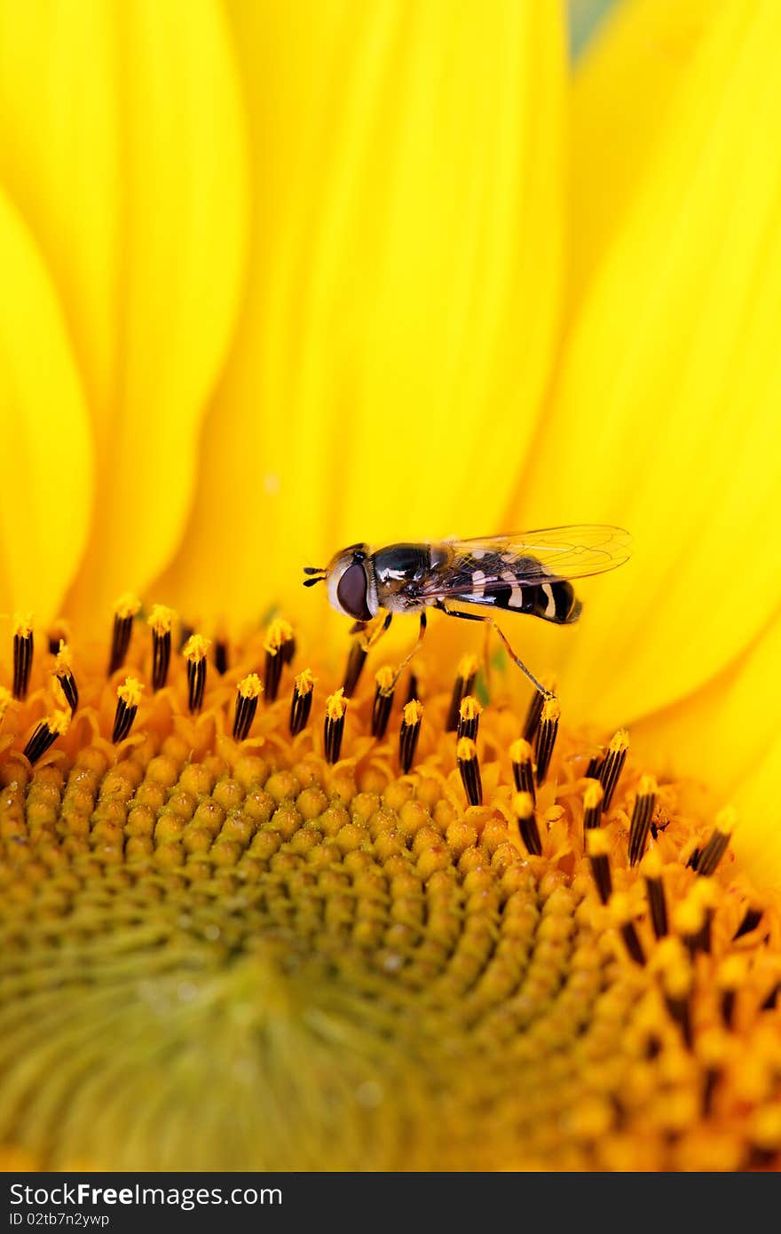 A detail of a bright sunflower with a small insect