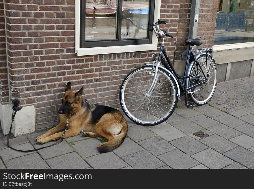 Tied dog and bike on street of Amsterdam. Tied dog and bike on street of Amsterdam.