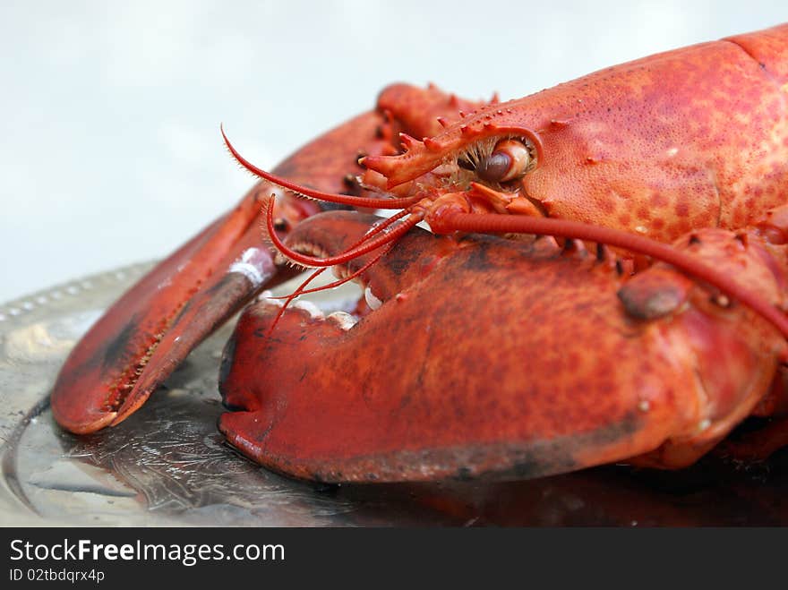 A freshly cooked lobster served on a platter, waiting to be cracked open for its fine meat.