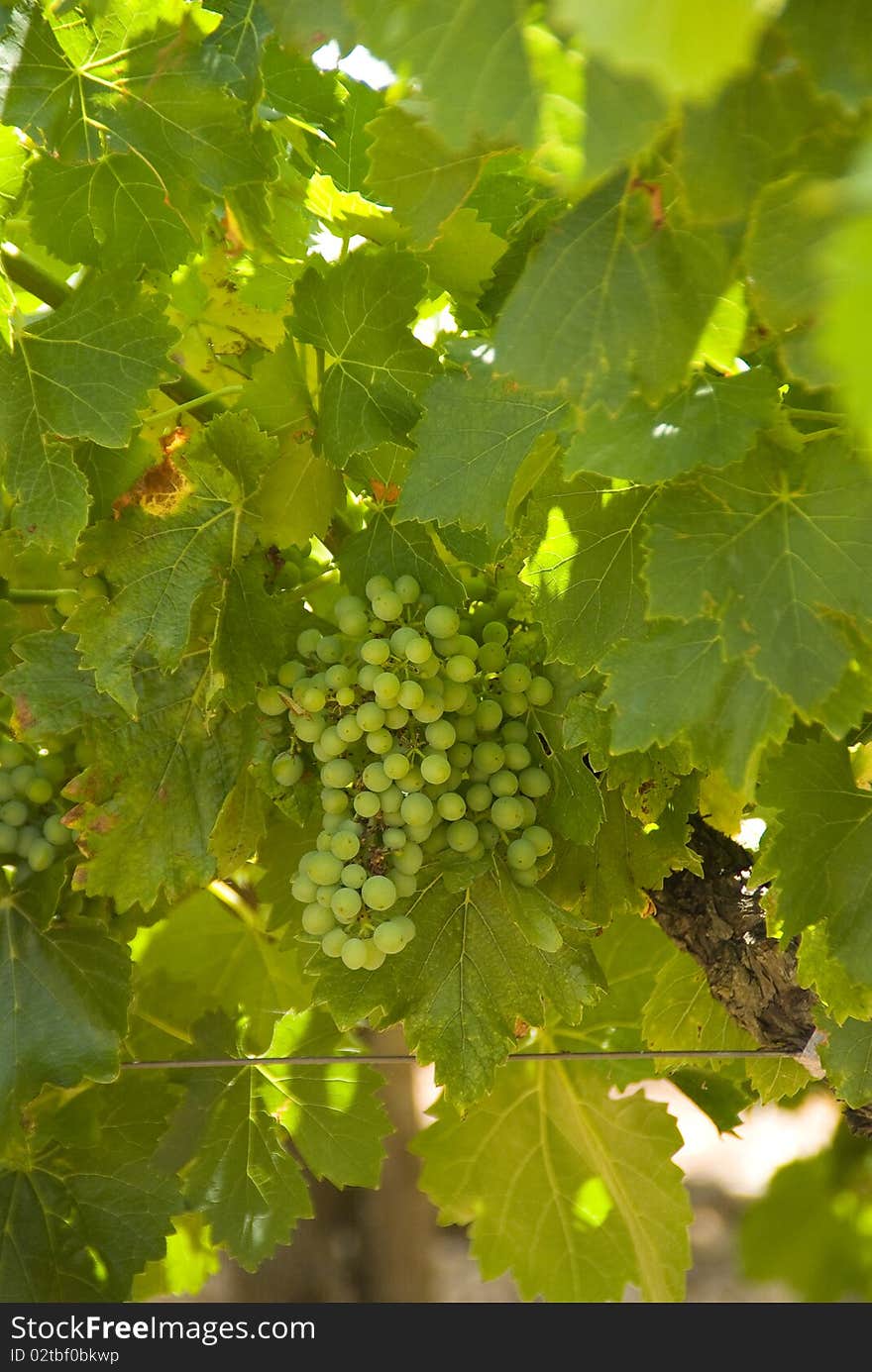 Wine growing, grapes waiting to collect