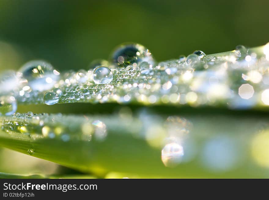 Many drops of water on a green leaf. Many drops of water on a green leaf.