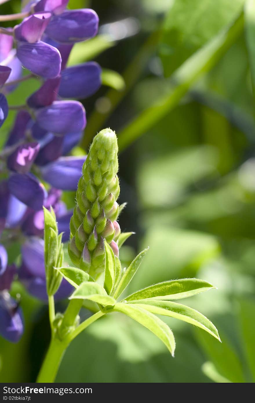 Lupine