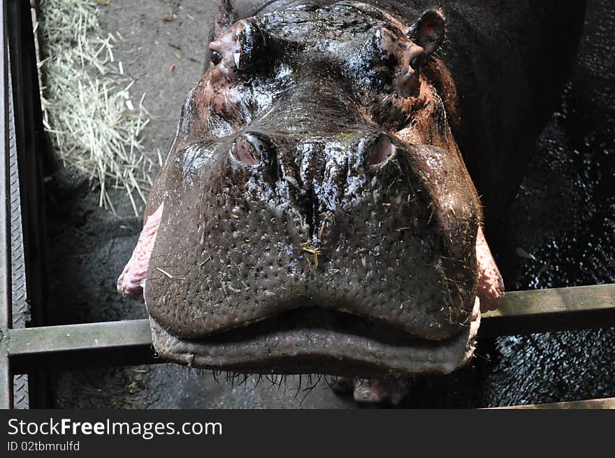 Hyppo In Nagasaki Biopark (Japan)