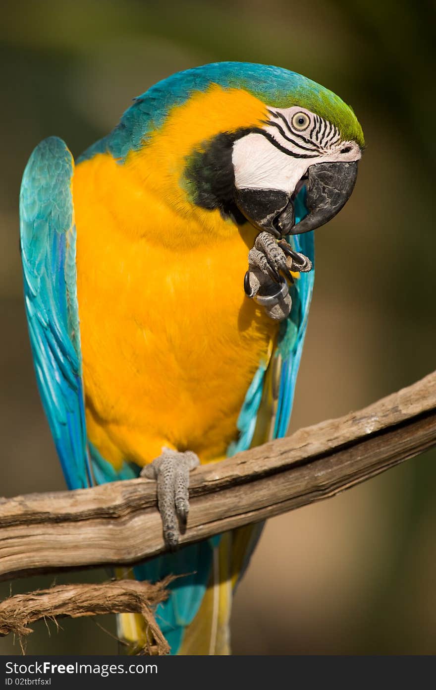 Close Up Of A Colorful Parrot Eating.