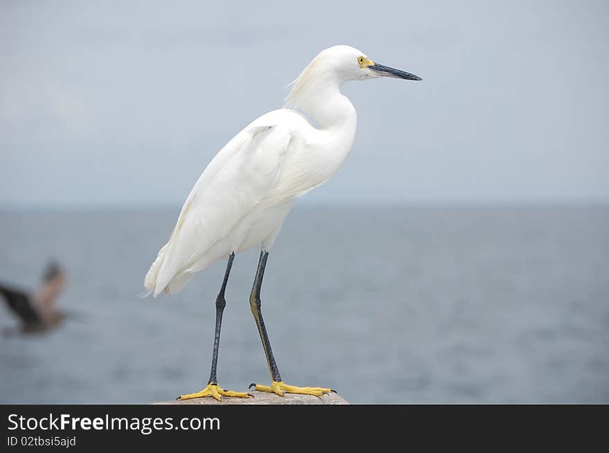 Snowy Egret in Saint Petersburg Florida