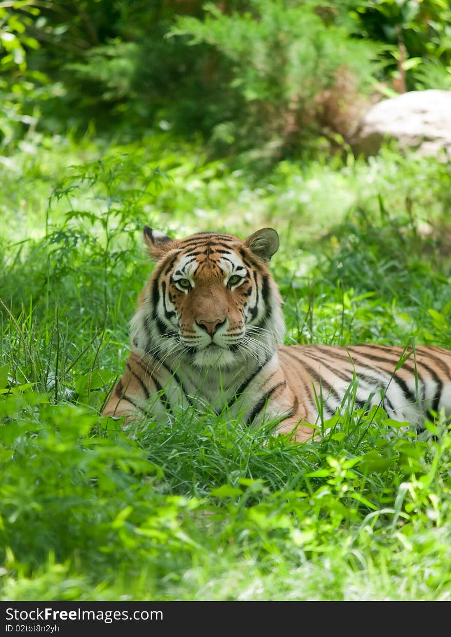 Relaxed tiger on the green grass in zoo