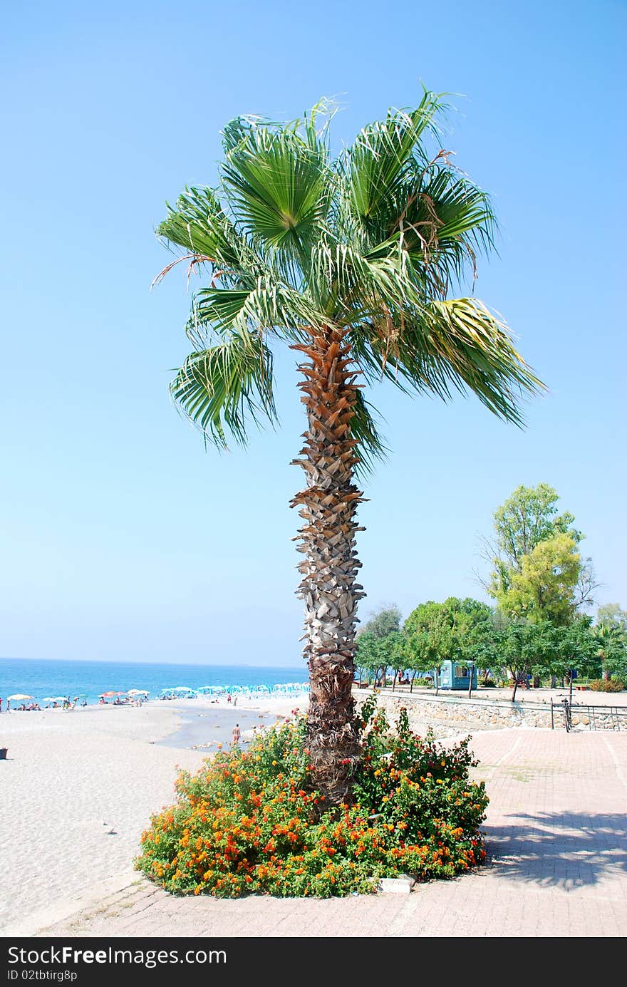 Palm tree on blue sky background