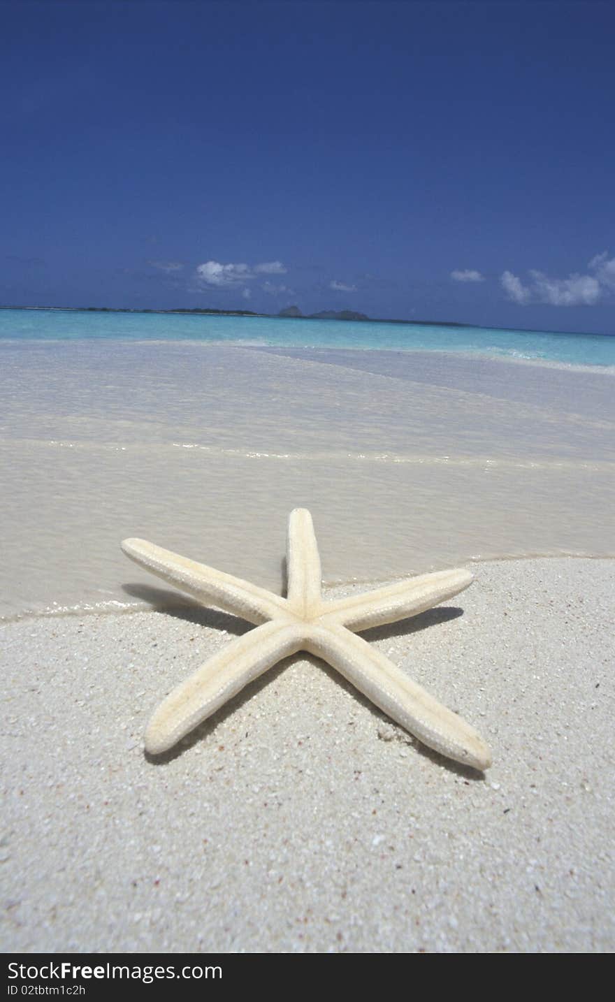 Starfish